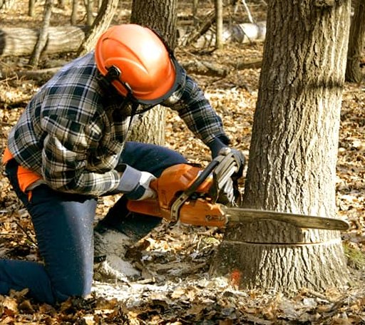 Tree Removal in Hanover, ME